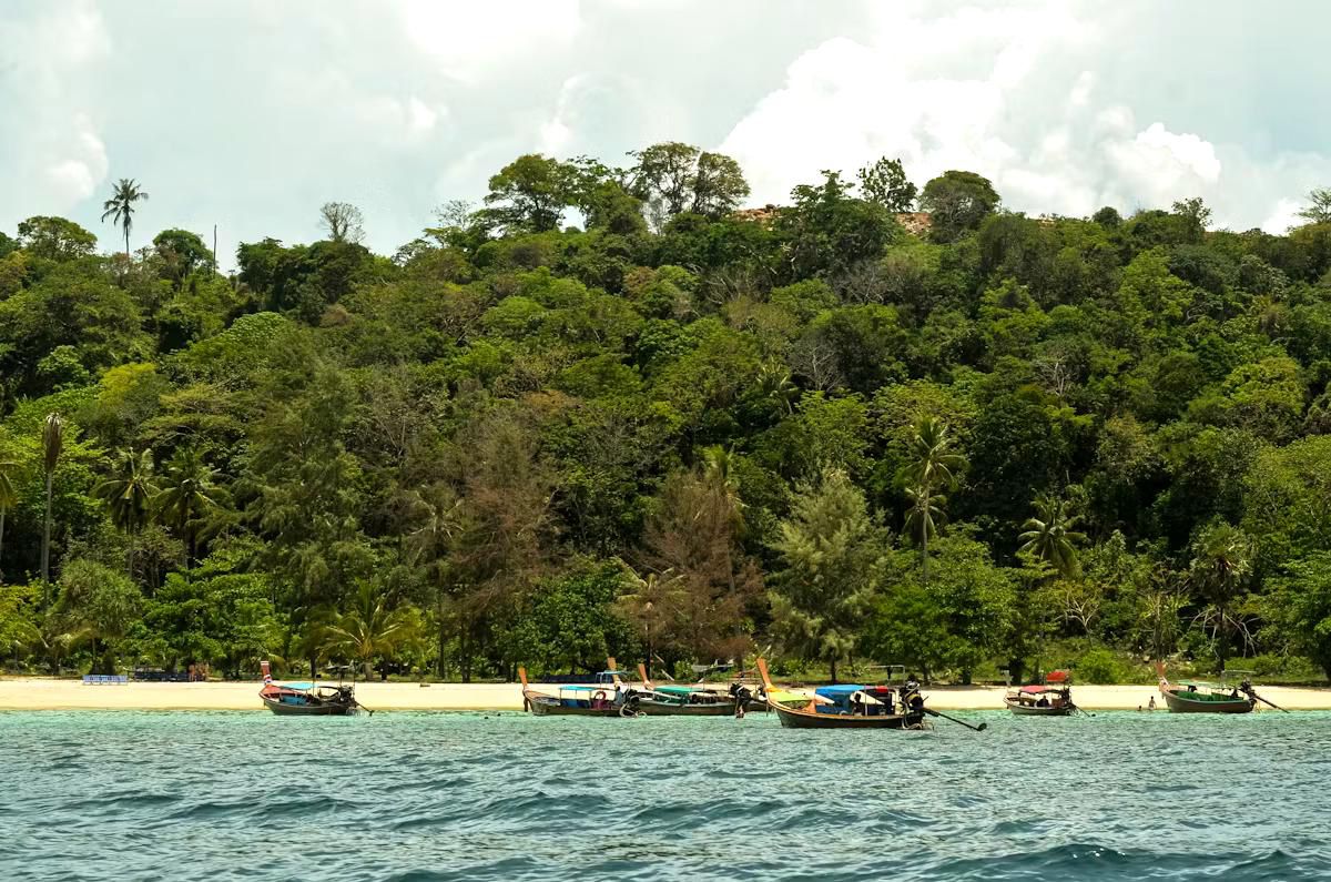 The UNFCCC report says that afforestation and reforestation are areas with strong potential and need for support - Photo: Unplash