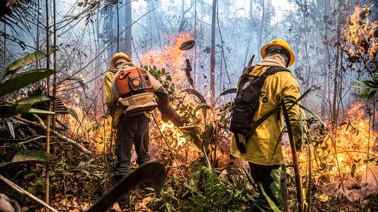 Hiring of firefighters reached a historic level this year, following the dramatic situation in 2024. Ibama and ICMBio are already conducting controlled burns in areas near Belém (PA) — Photo: Mayangdi Inzaulgarat/Ibama