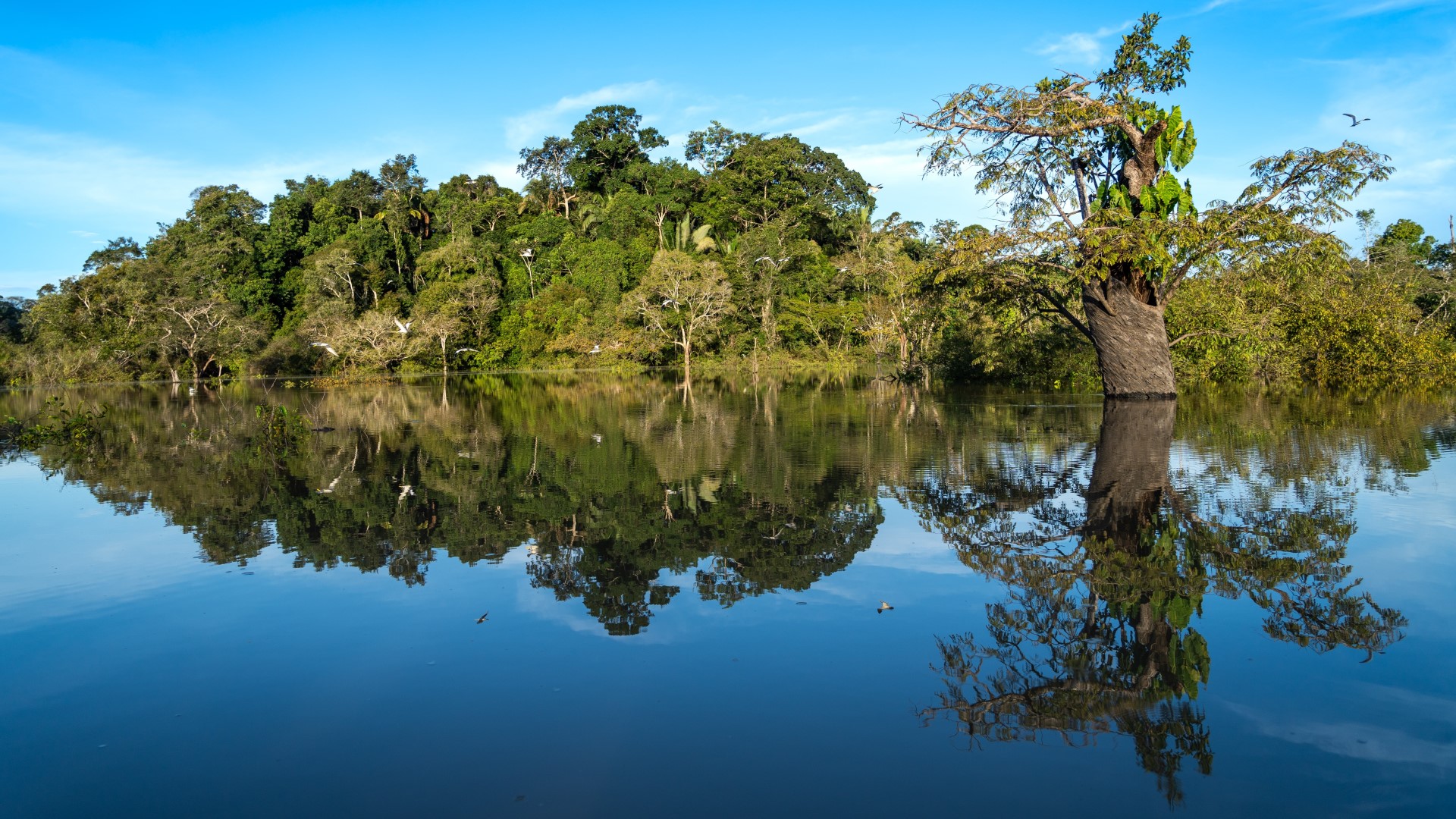 Trees of the Amazon rainforest reflected in the river water. The Tropical Forests Forever Fund aims to provide nations with tropical forests large-scale, predictable, performance-based payments to preserve and expand forest cover - Photo: Getty Images