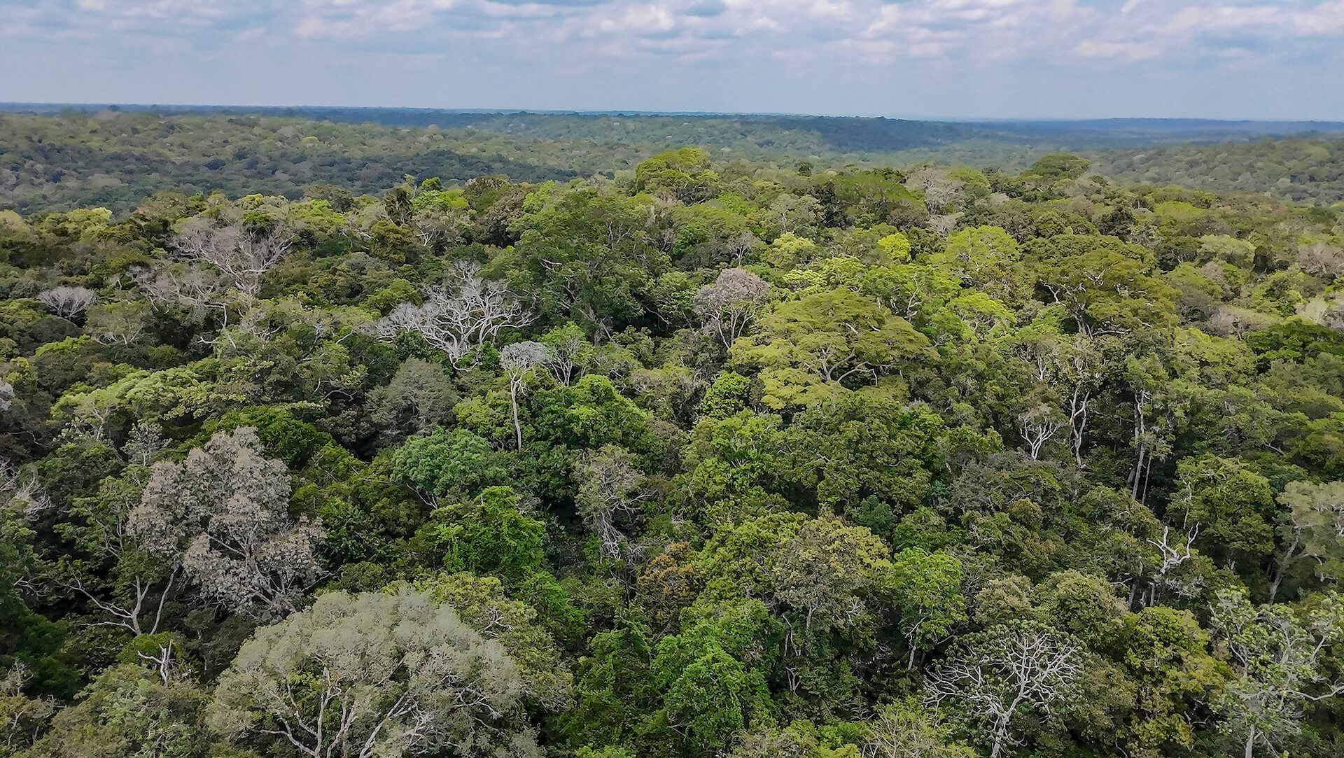 COP30 will be held in the Amazônia, in Belém do Pará, reinforcing the global commitment to preserving the forest and the climate | Photo: Rafa Neddermeyer | COP30