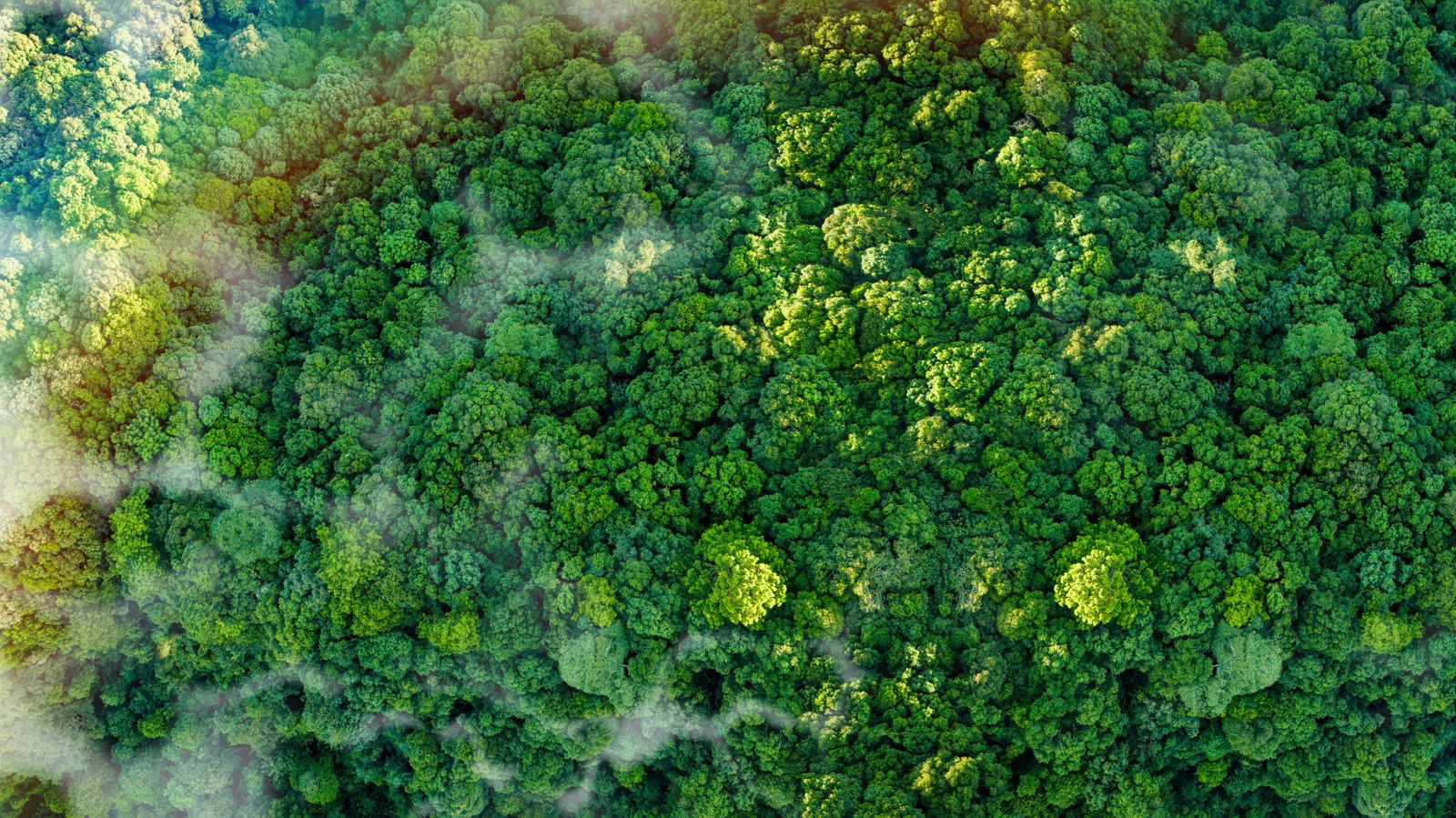 The president of the institution notes that the bank is already involved in about 31 of the more than 150 carbon projects currently underway in Brazil. Image: Sakorn Sukkasemsakorn