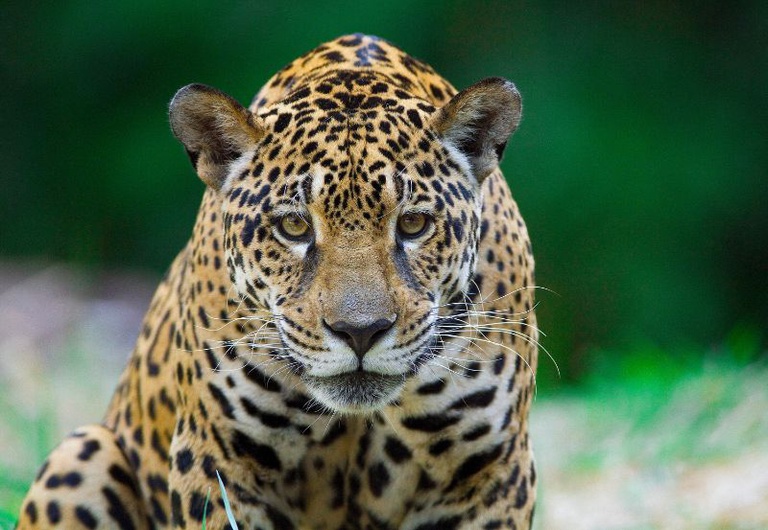 El jaguar (Panthera onca) es un gran mamífero terrestre que ocupa la cima de la cadena alimentaria en los biomas brasileños, especialmente en la Amazonía, que alberga cerca del 80% de la población de la especie. Se desplaza por extensas áreas, cruzando fronteras entre países de América del Sur y Central - Foto: MMA