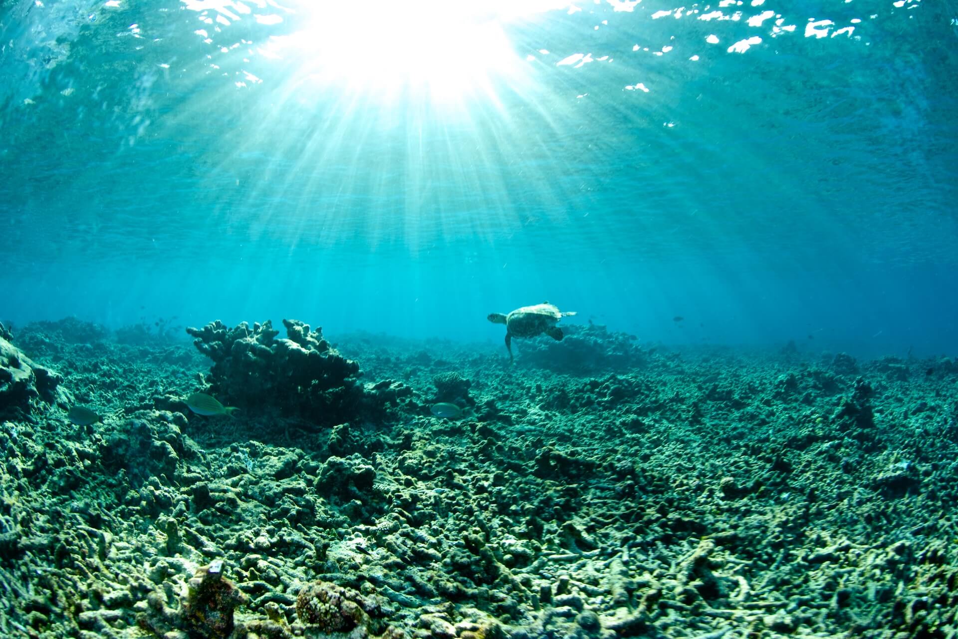 Una tortuga solitaria nada en un arrecife de coral estéril afectado por el blanqueamiento provocado por el calentamiento global | Foto: Getty Images