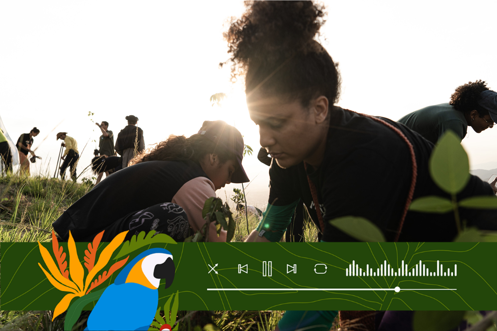 En total se sembraron 60 plántulas nativas de la Mata Atlántica, entre ellas aroeira, paineira, ipê-amarelo, pau-ferro, cajá-mirim, urucum y mulungu. Crédito: Rafael Medelima/COP30