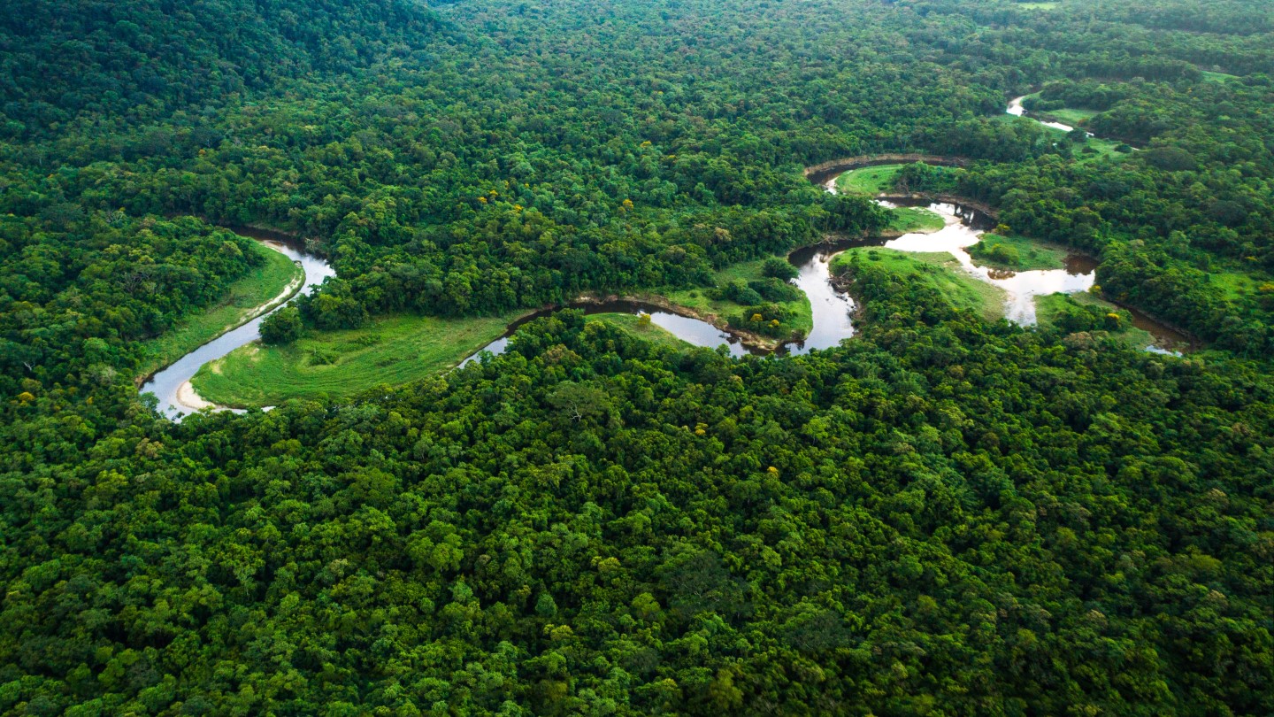 Con el TFFF, los países que preservan sus bosques tropicales serán recompensados económicamente a través de un fondo de inversión global — Foto: Getty Images