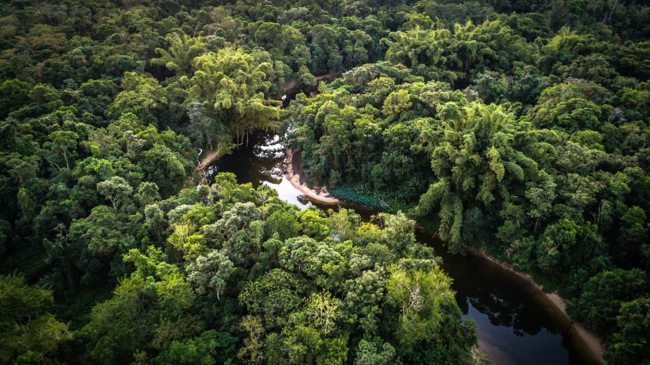 Detener y revertir la deforestación y la degradación forestal hasta 2030 está entre las principales respuestas a la crisis climática, afirman expertos internacionales - Foto: Getty Images