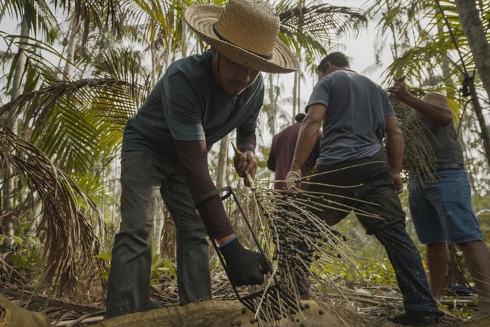 El programa Bosques Productivos busca responder a grandes desafíos del país, como el aumento de la oferta de alimentos y de la generación de ingresos para las familias rurales. Foto: Reproducción/INCRA