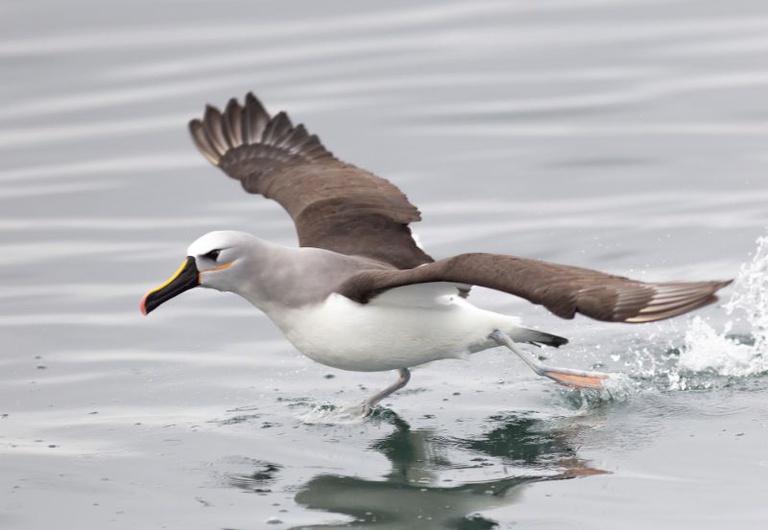 O Albatroz-de-nariz-amarelo (Thalassarche chlororhynchos) se reproduz apenas em ilhas de um arquipélago localizado no sul do Oceano Atlântico. Fora do período reprodutivo, migra pelo Brasil principalmente na costa sul e sudeste. Foto: Rodrigo Agostinho/Ibama