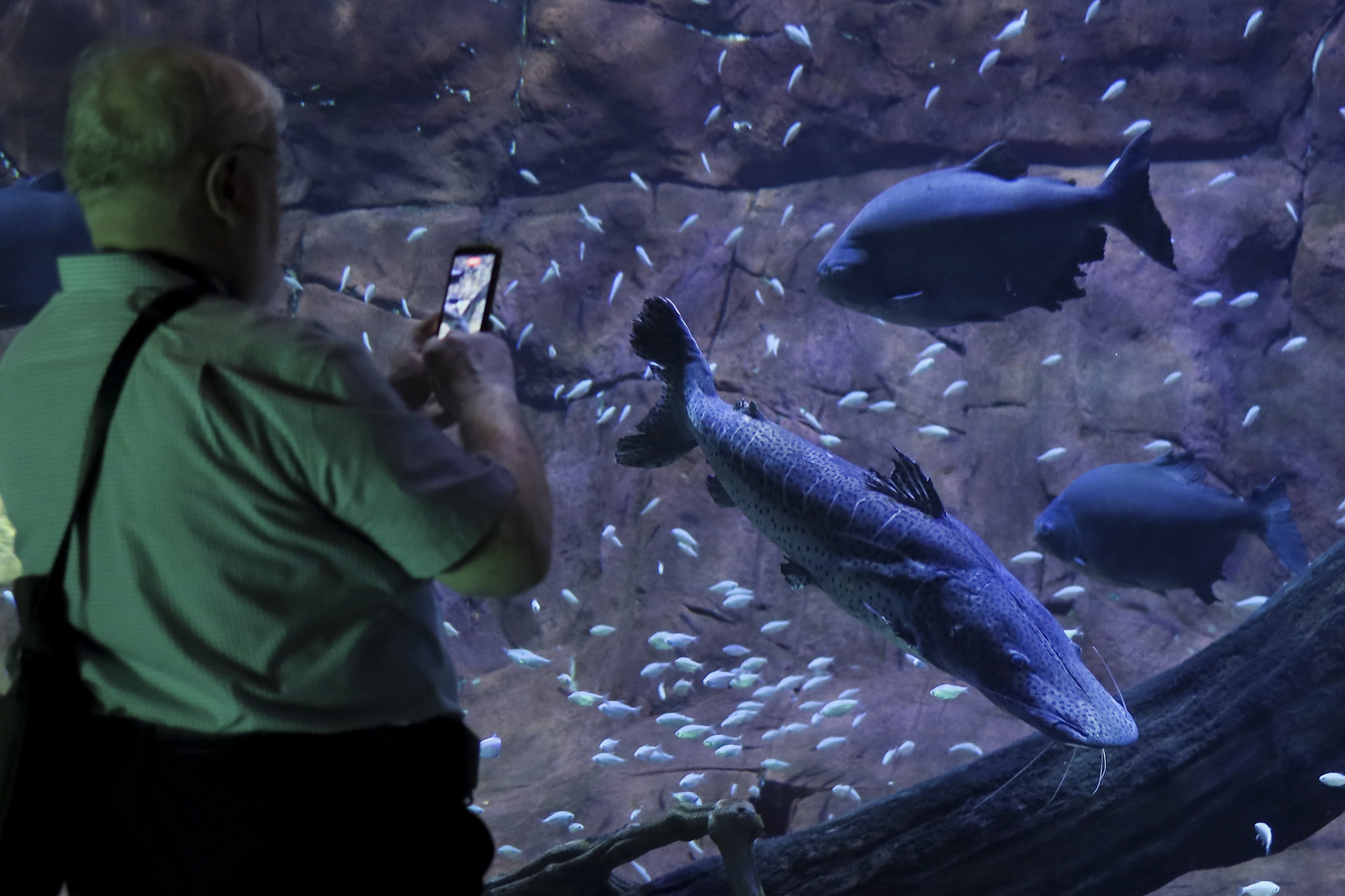 A conferência das partes registrou pela primeira vez, 40 espécies migratórias, sendo 16 do Brasil, nos Apêndices I e II da CMS - Foto: Ueslei Marcelino/MMA