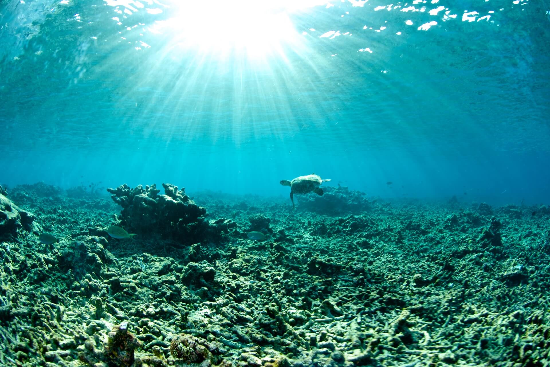 Tartaruga solitária nada em recife de coral estéril danificado pelo branqueamento de corais causado pelo aquecimento global | Foto: Getty Images