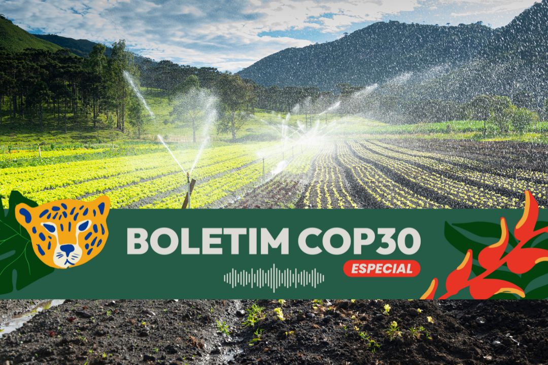 A irrigação de florestas é uma forma de adaptação climática - Foto: Getty Images