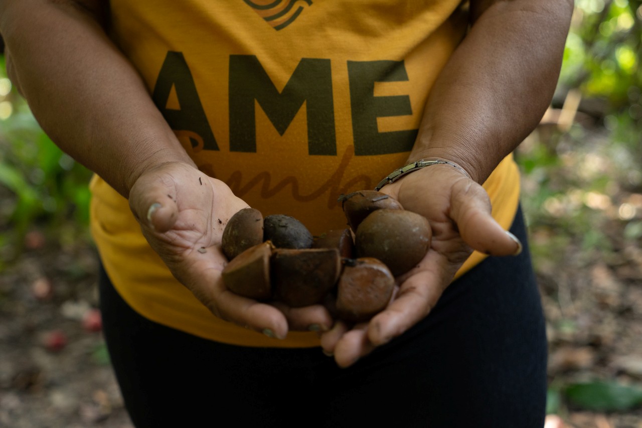 COP30 abre diálogo com produtores locais sobre edital de alimentação | Foto: Rafael Medelima/COP30